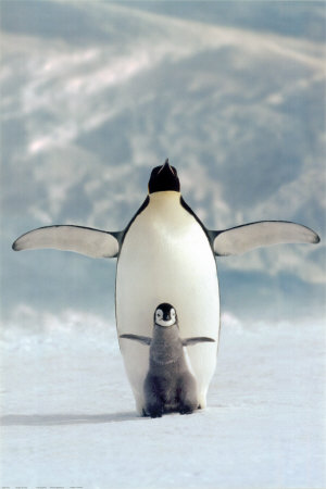 2400-1246penguin-and-chick-posters