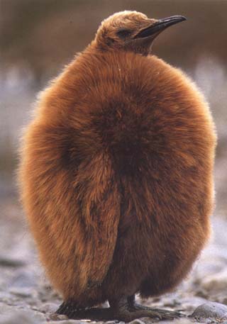 king-penguin-chick
