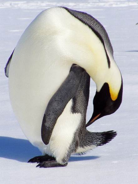 web-preeningemperorpenguindrf4
