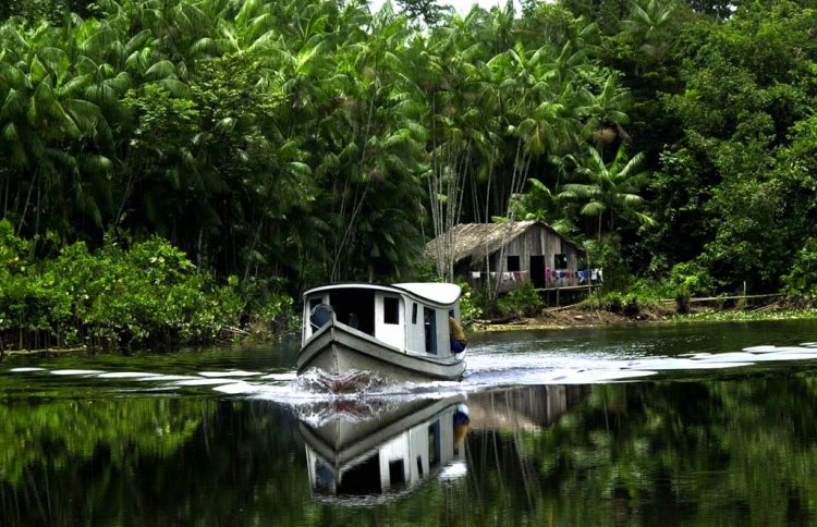 amazônia amazônia